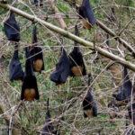 Bats : గబ్బిలాలు ఇంటికి వస్తే ఏంచేయాలి