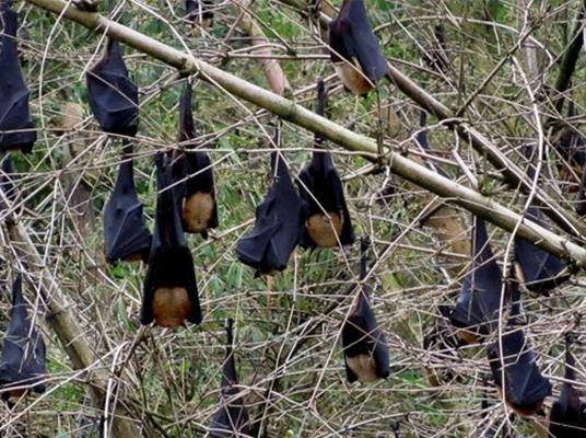 Bats : గబ్బిలాలు ఇంటికి వస్తే ఏంచేయాలి