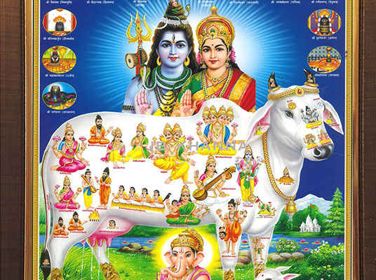 Gomatha Photo : గోమాత ఫోటోను కలిగే లాభాలేంటో తెలుసా