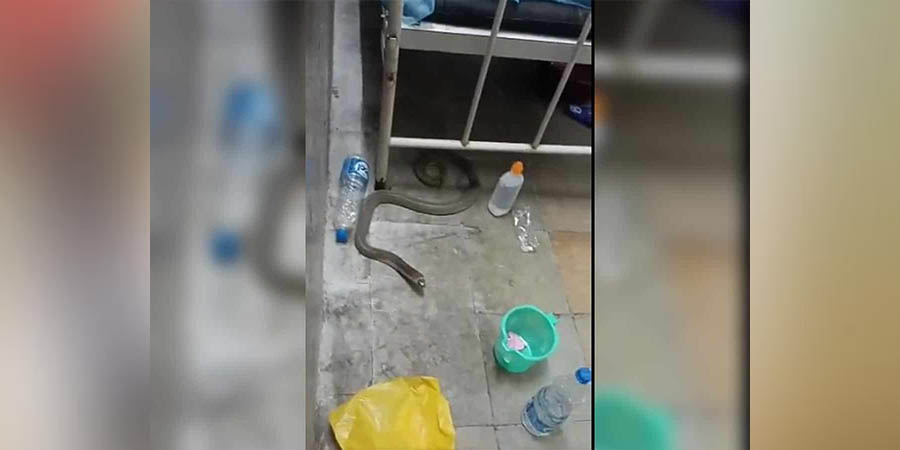 MGM Hospital : ఎంజీఎం ఆసుపత్రిలో పాములు, ఎలుకలు..