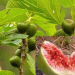 Fig Fruit Benefits : క్యాన్సర్లను అడ్డుకునే అంజీర్‌ పండ్లు