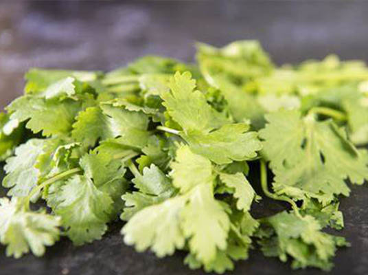 Health Benefits of Coriander : కొత్తిమీరతో బోలెడు ప్రయోజనాలు