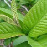 Guava Leaf Benefits : పేదవాడి యాపిల్‌ ప్రయోజనాలివే