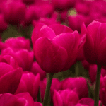 Pink Flowers : గులాబీ రంగు పువ్వులు ఇంట్లో పెట్టుకుంటే ఏం జరుగుతుందో తెలుసా?