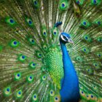 Peacock Feathers : నెమలి ఈకలు ఇంట్లో పెట్టుకోవచ్చా..