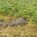 Palnadu Crocodiles : పల్నాడులో జనారణ్యంలోకి మొసళ్లు..