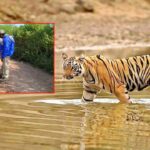 Tiger: అదిగో పులి.. ఇదిగో వేట.. భయం భయం..