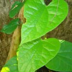 Tippa Teega Benefits : తిప్పతీగతో 99శాతం రోగాలు మాయం