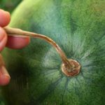 Watermelon : పుచ్చకాయ కొనేముందు ఈ టిప్స్‌ పాటించండి