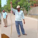 Basara IIIT : బాసర త్రిబుల్ ఐటీలో విషపూరిత పాములు..