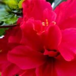 Mandaram Flower : జుట్టు సమస్యలకు మందార మందు