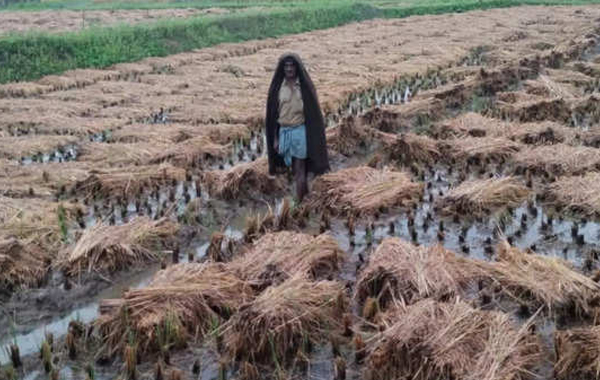 Mandous Effect : మాండౌస్ ఎఫెక్ట్.. రైతులకు భారీ లాస్..