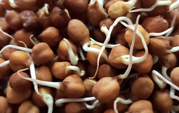 Onion Peel: ఉల్లి తొక్కే కదా అని తీసిపారేయకండి.. బోలెడు ఉపయోగాలు