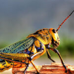Grasshoppers:- మిడతల సామర్థ్యంతో ‘స్మెల్ బోట్స్’ తయారీ..