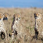 Cheetah: భారత్‌కు వందకుపైగా దక్షిణాఫ్రికా చీతాలు
