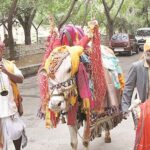 Sankranthi Celebrations : హరిదాసులు, గంగిరెద్దులు సంక్రాంతి సమయంలోనే ఎందుకు కనిపిస్తారు…