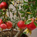 Pomegranate Tree : దానిమ్మ చెట్టును ఇంట్లో ఏ దిక్కున పెంచుకోవాలి…