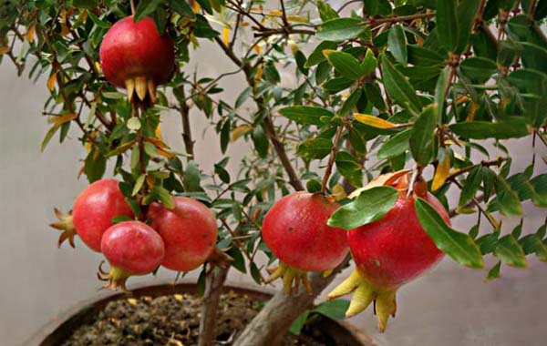 Naga Tantram : నాగ తంత్రంతో వాస్తుదోషాలు తొలగిపోతాయా ..