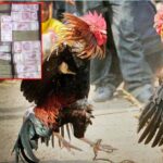 Business for This Sankranti:ఈ సంక్రాంతికి రూ.500 కోట్ల బిజినెస్