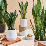 Snake Plant: ఉద్యోగంలో ప్రమోషన్ తెచ్చే స్నేక్ ప్లాంట్