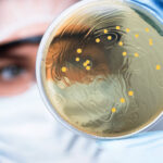 Bacteria:బ్యాక్టిరియా ఎలా కమ్యూనికేట్ చేస్తాయంటే..
