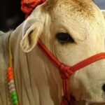 Uses behind Gopanchakam : ఇంట్లో గో పంచకం చల్లితే కానీ ఆ దోషాల నుంచి బయటపడలేమా……