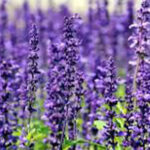 Lavender flowers:- ఈ ఒక్క మొక్క పెంచితే ఇంటికి అదృష్టమే
