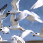 Birds  Migration : సహకరించని వాతావరణం.. వలసవెళుతున్న పక్షులు..