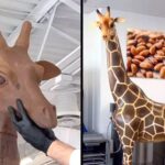 Chocolate Giraffe: ఈ జిరాఫీని చూడడమే కాదు.. తినేయొచ్చు కూడా!