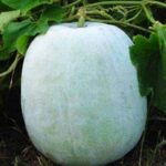 Donating pumpkin:- సంక్రాంతి రోజు గుమ్మడిపండు దానం చేస్తే చాలు