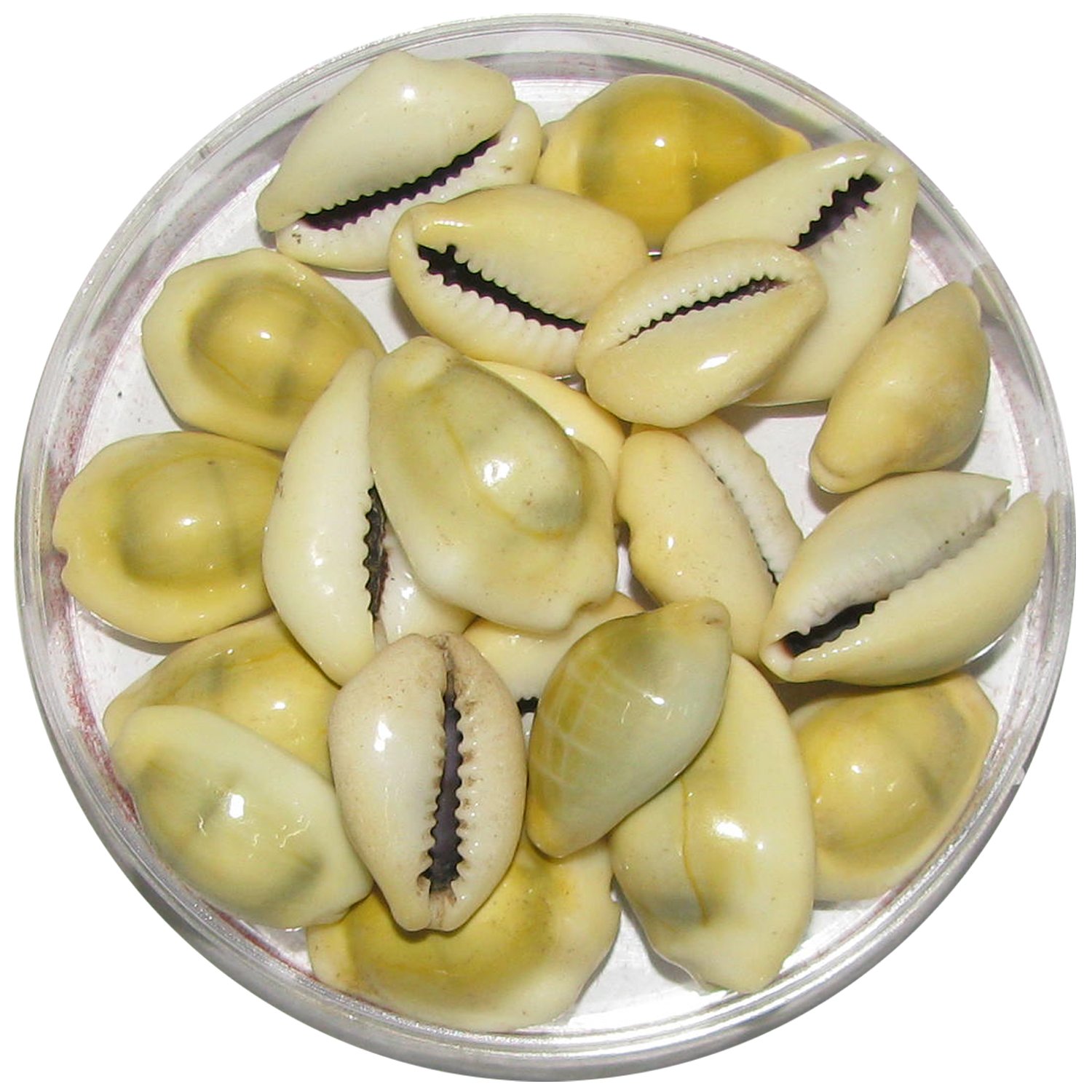 Yellow Shells:పూజలో బేసి సంఖ్యలో పసుపు గవ్వలే ఎందుకు ఉంచాలంటే