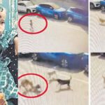 Hyderabad : వీధి కుక్కల దాడి.. 4 ఏళ్ల బాలుడు బలి..