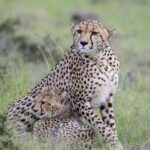 Cheetah: భారత్‌కు చేరుకున్న మరో 12 చీతాలు..