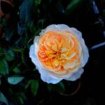 Rose: అత్యంత అరుదైన గులాబీ.. ధర తెలిస్తే షాక్
