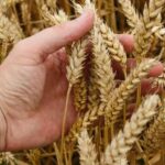 Related Diseases:గోధుమల వల్ల ఏర్పడే వ్యాధులపై పరిశోధనలు..
