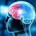 Brain : బ్రెయిన్‌లో కీలక భాగాన్ని కనుగొన్న శాస్త్రవేత్తలు
