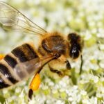 Honey Bee:కనుమరుగవుతున్న తేనెటీగలు.. పరిశోధకుల్లో ఆందోళన..