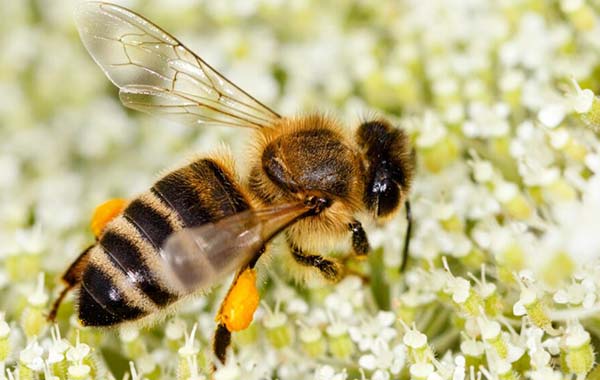 Honey Bee:కనుమరుగవుతున్న తేనెటీగలు.. పరిశోధకుల్లో ఆందోళన..