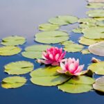 Lucky Plants: అదృష్టం తెచ్చే ఐదు మొక్కలు