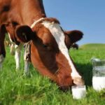 Super Cows:ఏడాదికి 18 టన్నుల పాలిచ్చే ‘సూపర్ కౌ’..