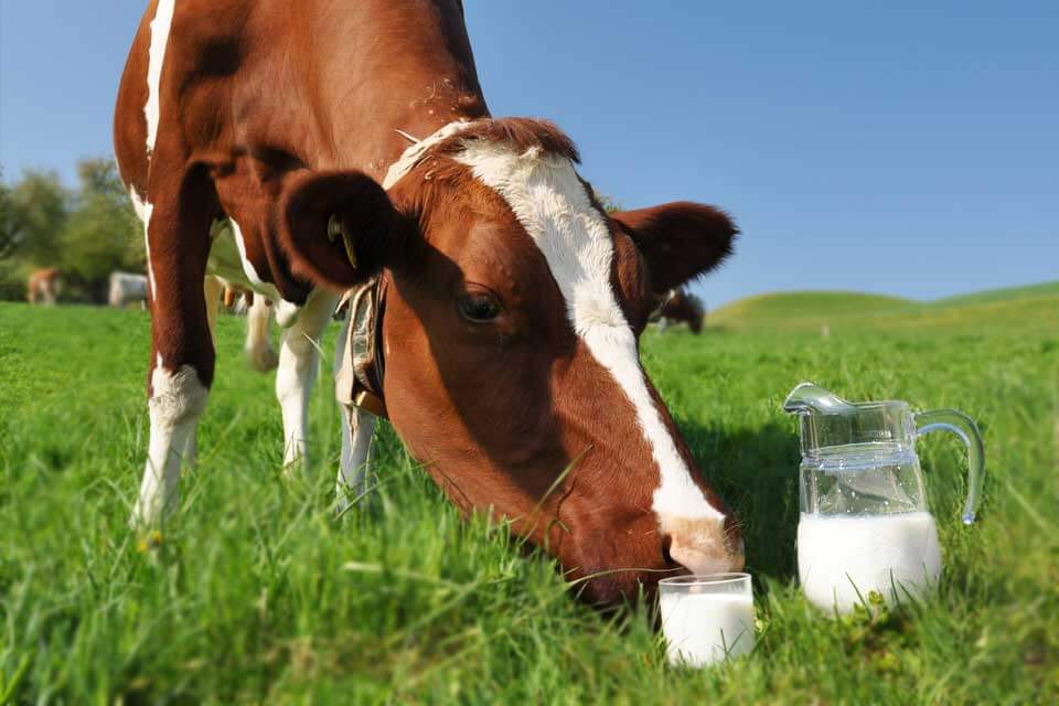 Super Cows:ఏడాదికి 18 టన్నుల పాలిచ్చే ‘సూపర్ కౌ’..