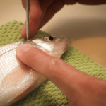 Fish Brain:319 మిలియన్ ఏళ్లనాటి చేప మెదడుతో పరిశోధనలు..