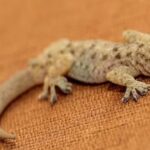 Lizard : ఇంట్లో నేలపై బల్లి కనిపించిందా…తర్వాత ఏం జరుగుతుందో తెలుసా?