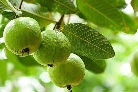 Kasi Prasad: కాశీ ప్రసాదంలో మార్పు ఎందుకు చేశారంటే…..