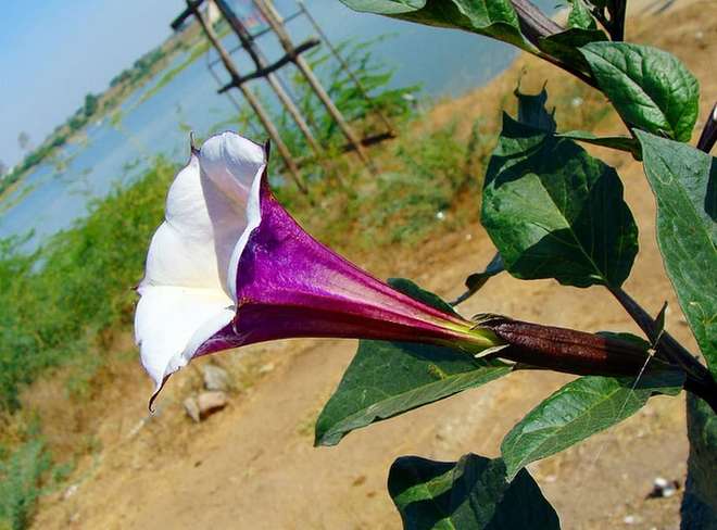 Kavitha: అరెస్ట్ లాభమా? నష్టమా?.. కవిత కెరీర్‌పై ఎలాంటి ఎఫెక్ట్?