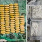 Drugs: ‘వీడోక్కడే’ స్టైల్ స్మగ్లింగ్.. కడుపులో కొకైన్.. 30 కోట్ల విలువైన డ్రగ్స్..