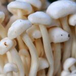 Mushrooms:-ప్రాణాంతక వ్యాధులకు ఔషధంగా మష్‌రూమ్స్‌..