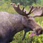 Moose  : పర్యావరణానికి మేలు చేస్తున్న మూస్..