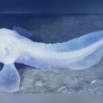 Ghost Fish : రెయిన్‌బో కలర్స్‌ను ప్రతిబింబిస్తున్న చేప చర్మం..