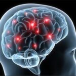 Human Brain : మనిషి మెదడులో జ్ఞాపకాలు ఎలా స్టోర్ అవుతాయంటే..?